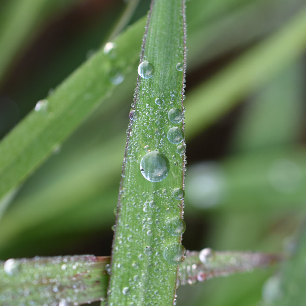 Morning Dew Necklace